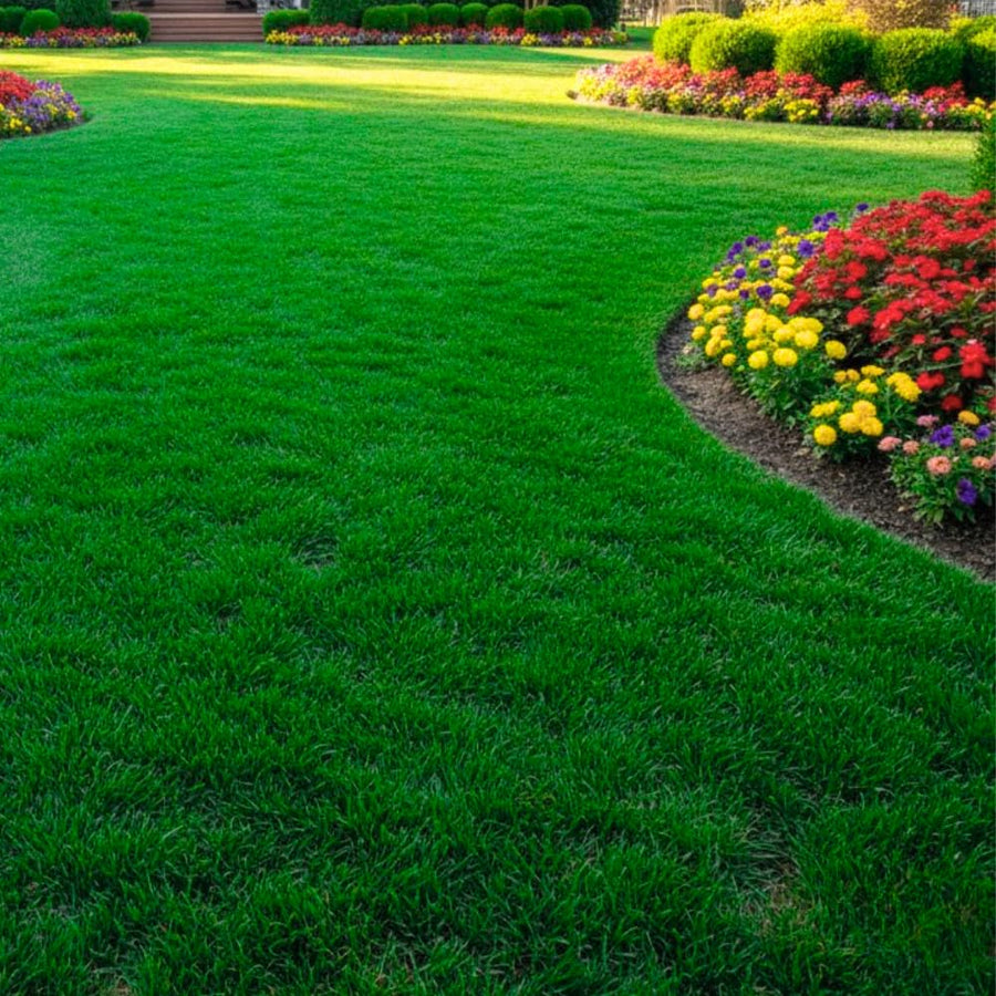 Set 20000 Zoysia Grass Seeds, Zoysia Grass Seeds for Lawn, Low Maintenance, Drought Tolerant Lawns for Home and Yards
