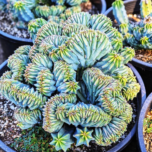 Blue Cactus Live Plant in 4" Pot, Rare Cactus Succulent for Home Décor, Indoor Outdoor Growing