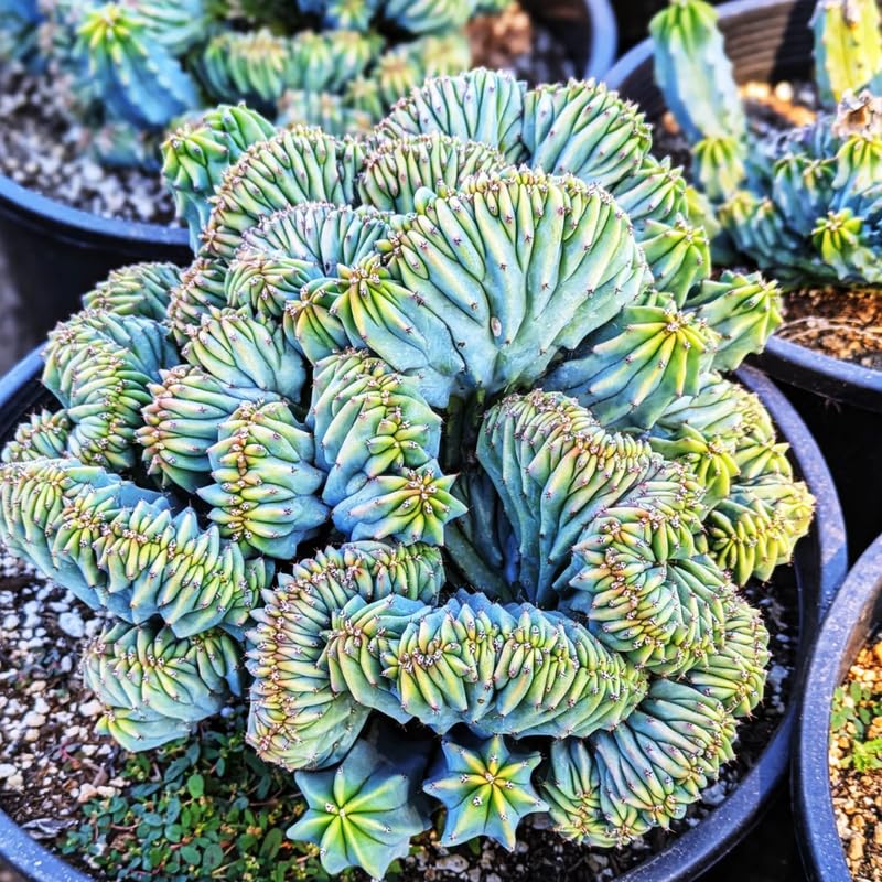 Blue Cactus Live Plant in 4" Pot, Rare Cactus Succulent for Home Décor, Indoor Outdoor Growing