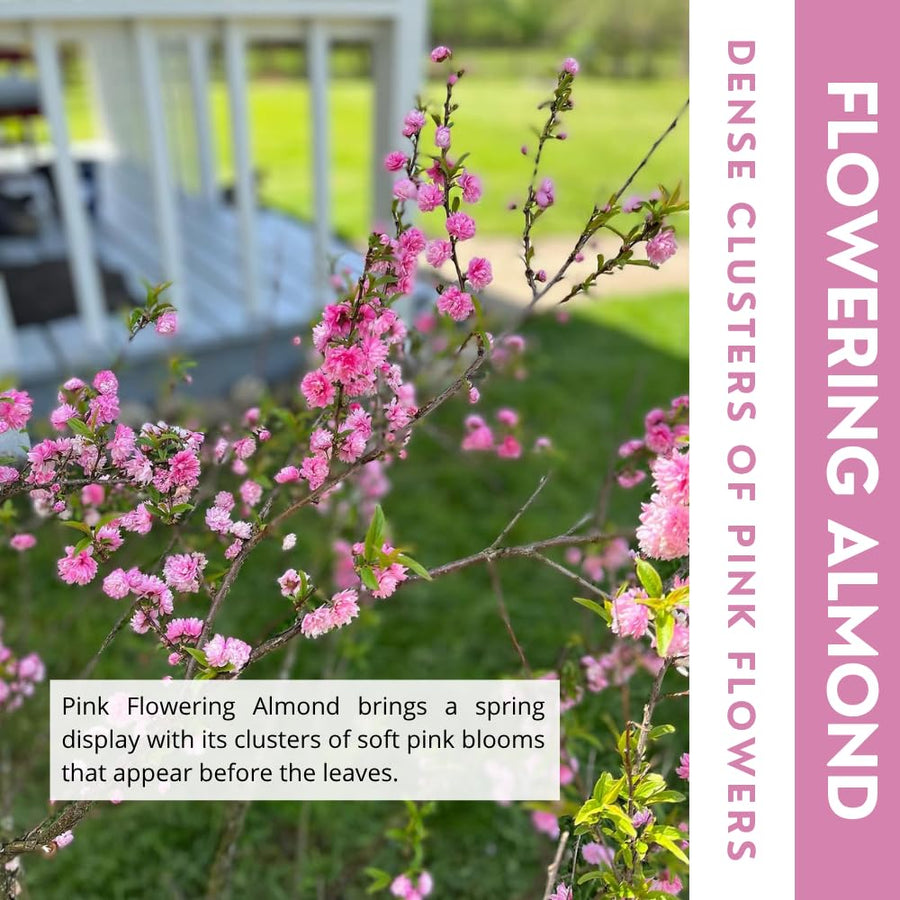 Almond Tree Live Plant, Pink Flowering Almond Shrub, Quart Pot, 8-10 Inches Tall, Fragrant Flower, Ornamental Shrub for Garden