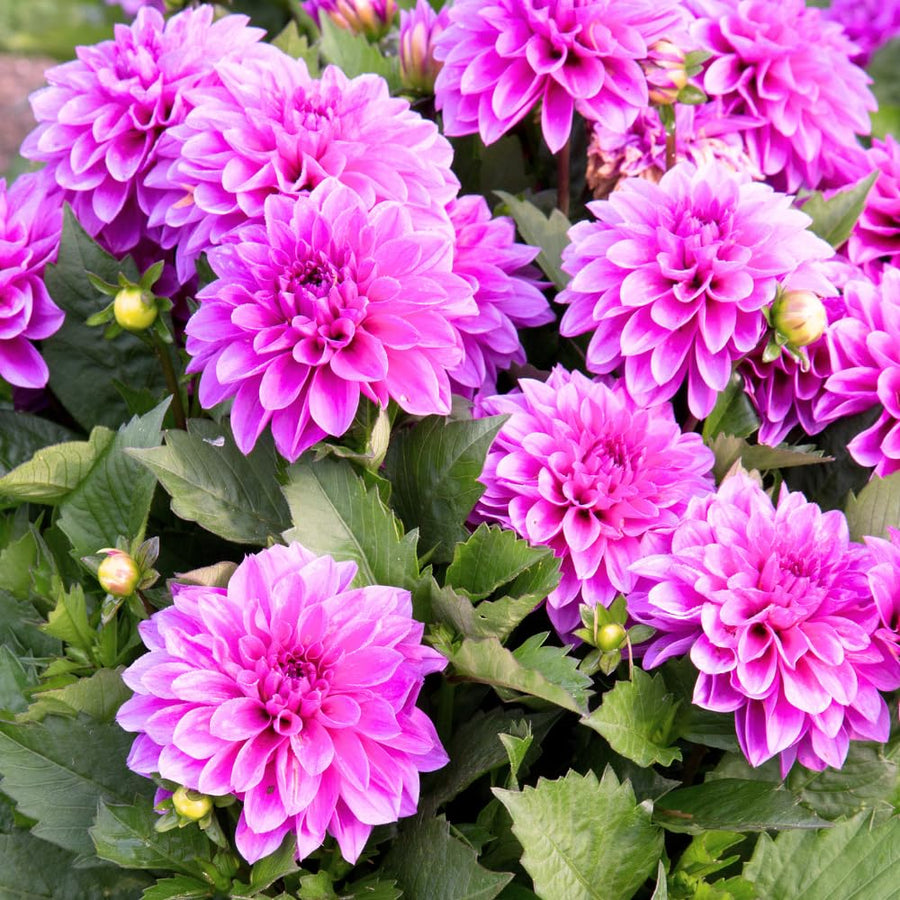 Dahlia Clump for Planting, Lavender Dahlia Flower for Summer Blooms, Large and Vibrant Flowers, Suited for Zones 8 to 11