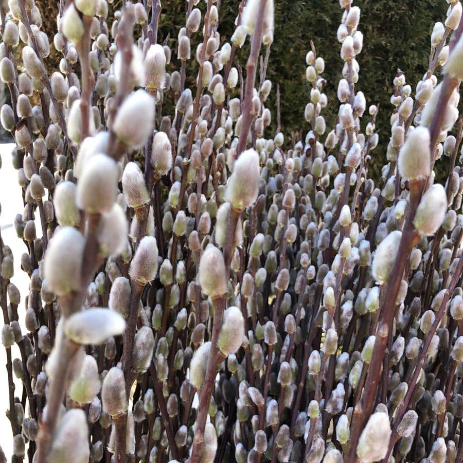 Weeping Pussy Willow Live Plant in 2.5" Pot, 4-8 Inches Tall, Willow Tree, Hardy Shrub for Outdoor Garden, Dormant in Winter