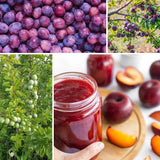 Santa Rosa Plum Tree Live Plant 1-2 Year Old 12-20" Cold Hardy, Live Plum Tree for Planting, Bare Roots and Dormant