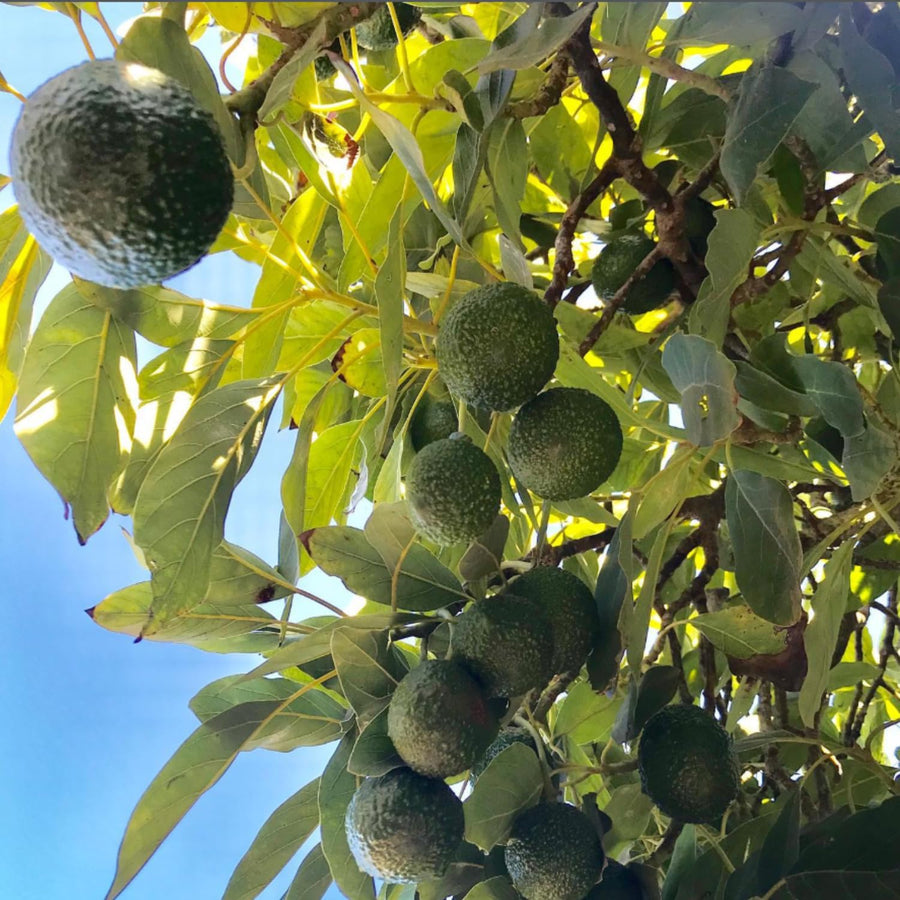 HASS Avocado Tree Live, Cold Hardy Avocado Plant, 8-10'' Tall Seedling, Outdoor Growing