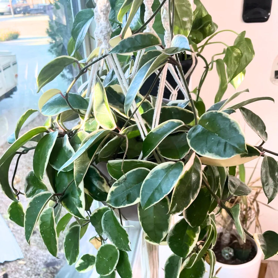 Hoya Plant Live - Tricolor Hoya Plant 4 Inches No Pot- Rare Vining Hoya Plant Bareroot for Growing Well in House