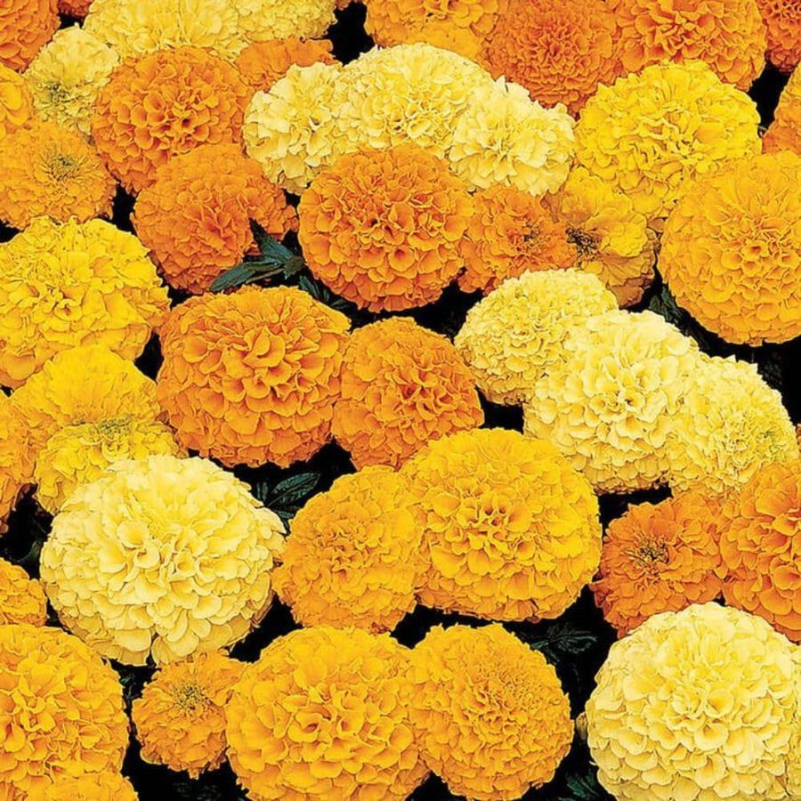 Set 3 African Marigold Live Plant,4-6" Tall, Mix Color Marigolds Flower Plant Live for Outdoor Spaces and Container Gardens, No Pot