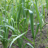 100+ American Flag Leeks Seeds, Garden Leek Seeds, Vegetable Seeds for Outdoor Planting, Suitable for Home Gardening Use