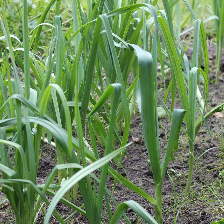 100+ American Flag Leeks Seeds, Garden Leek Seeds, Vegetable Seeds for Outdoor Planting, Suitable for Home Gardening Use