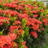 Set 2 Dwarf Red Ixora Live Plants, Size 2 to 5 Inch Tall Plant - Hardy, Perennial Ixora Flowers Starter Plant for Grow Outdoors, Without Pot
