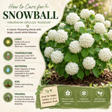 Pack of 2 Snowball Bush Live Plants, Snowball Viburnum Bush, 2.5 Inc Pot, 8-10 Inc Tall, Viburnum Live Plant for Outdoor Garden and Landscape