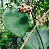 2 Hoya Kerrii, Hoya Kerrii Heart Plants Live, Hoya Plants, Hoya Kerrii Heart 4 Inches for Ornament Indoor Outdoor