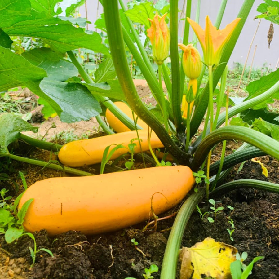 2 Yellow Zucchini Plants Live, Squash Vegetable Plants, 5–9 Inches Tall, Well Rooted, Ready for Home Garden Growing