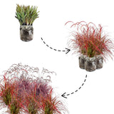 1 Ornamental Grass Plants Live Clumps - 8-12 Inc Tall - Red Purple Fountain Grasses Live Plants Perennial