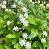 Sambac Jasminum Plant Live, Arabian Jasmine Live Plant, White Flower Arabian Jasmine, 2 Feet Tall in 3 Gallon Pot for Planting