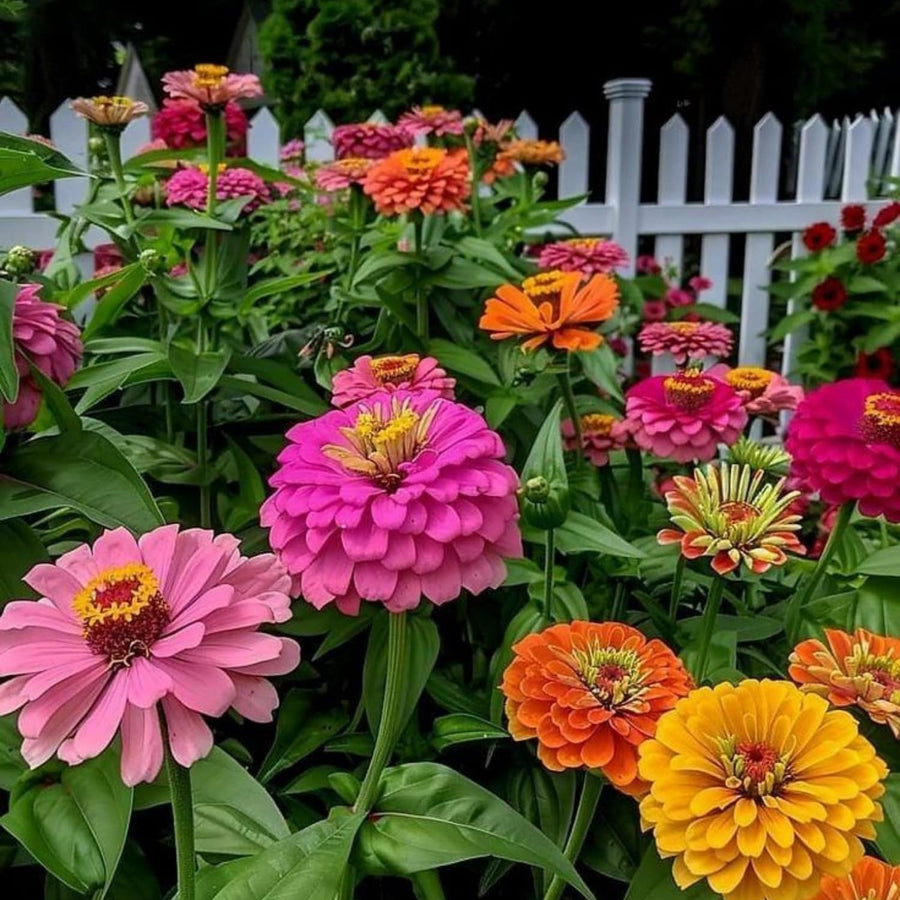 250 Zinnia Seeds for Planting, Mixed Color Flower Seeds, Ready to Grow Annual Blooms for Garden, Containers