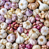 4 Mix Garlic Bulbs for Planting, Assorted Heirloom Garlic Seed Bulbs, Hardneck and Softneck Varieties, High Yield Garlic for Fall, Spring Planting