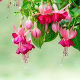 Fuchsia Plant, 3 to 4 Inch Tall Fuchsia Plants Live, Hanging Fuchsias Plants Well Rooted for Planting, Hardy Fuchsias Live Plants, Perennial, Colorful Flowers (Dark Pink Flowers)