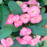 Crown of Thorns Plant, Euphorbia Milii Plant Live, Crown of Thorns Cactus Plant 4 to 7 Inches Height No Pot, Live Cactus Plant Indoor (Light Pink)