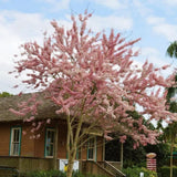 1 Year Old Pink Flowering Almond Shrub Live Plant in Quart Pot, 6-12" Vibrant Pink Flowers, Cold-Hardy, Well-Rooted, Dormant in Winter