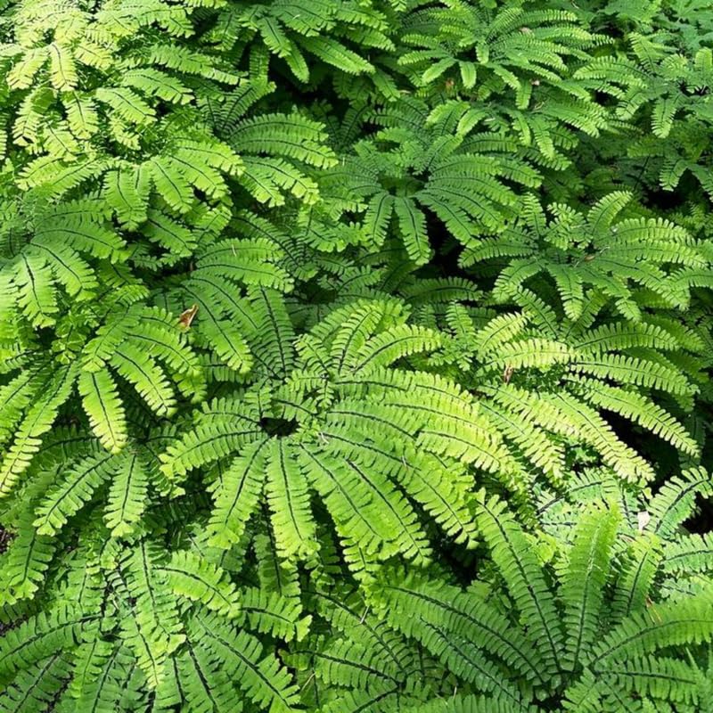 10 Maidenhair Fern Rhizomes, Hardy Perennial Fern Plants for Garden, Fast-Growing Ferns Starter Roots
