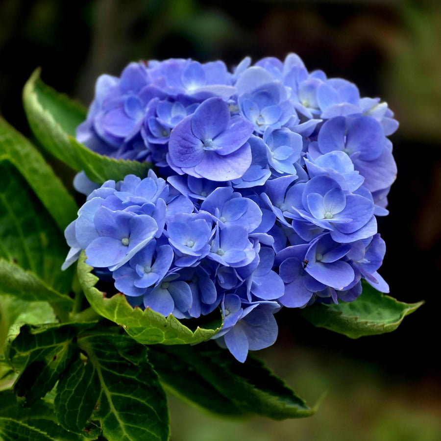 Blue Hydrangea Live Plant, 2.5 Inch Pot Hydrangea Plant - Change Bloom Colors, Perennial and Hardy Blooming Shrub for Garden, Patio and Landscape