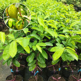 Soursop Tree Live Plant 6-10 Inch Tall, Half Gallon Pot, Annona Muricata Soursop Plant Live, Tropical Soursop Fruit Tree, Well-Rooted