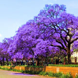 Live Jacaranda Plant, 4-6” Tall, Fast Growing Flowering Tree for Garden or Container, Blue Purple Blooms