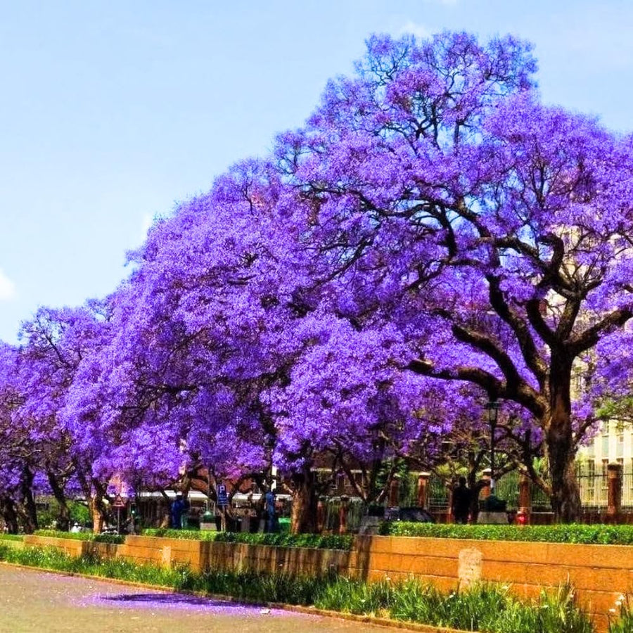 Live Jacaranda Plant, 4-6” Tall, Fast Growing Flowering Tree for Garden or Container, Blue Purple Blooms