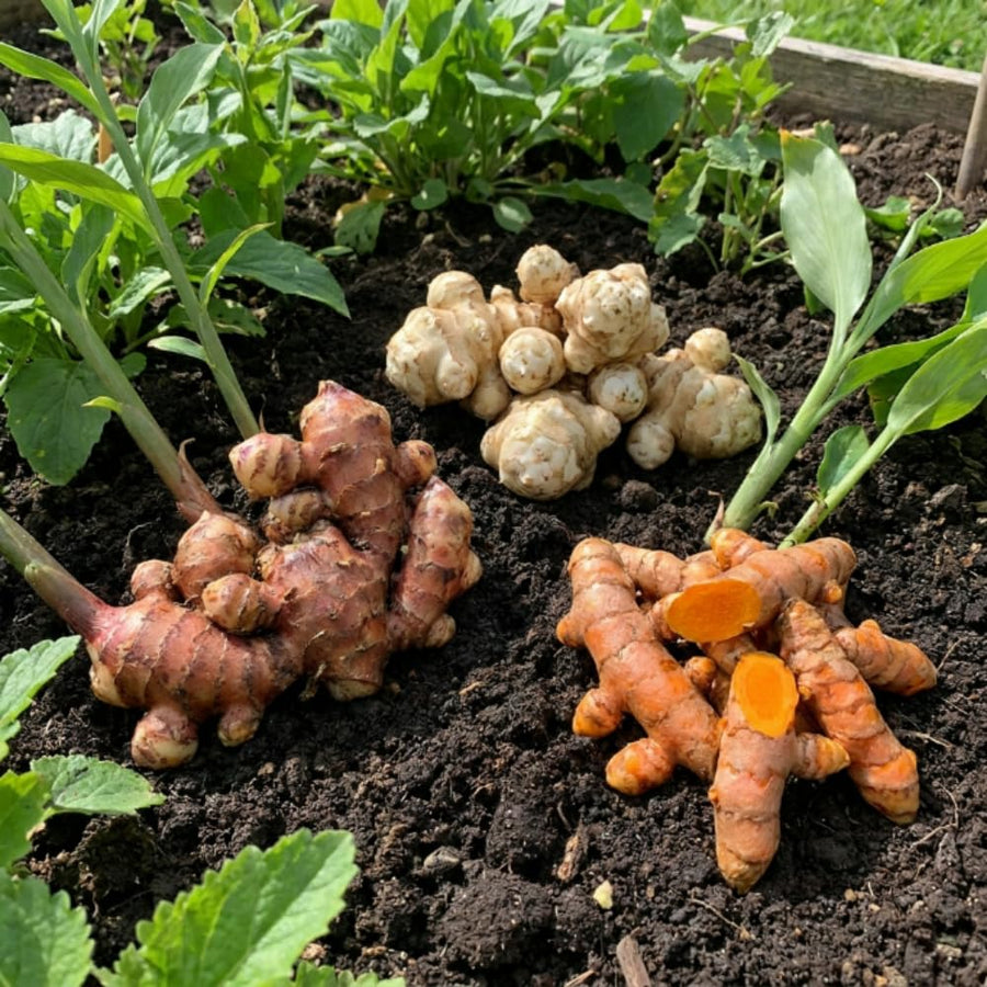 Set of 3 Ginger, Turmeric and Jerusalem Artichoke Rhizomes, Edible Root Plants for Garden, Fresh, Large Size, Ready to Grow