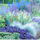 2 Fescue Blue Grass Ornamental Live Plant 5-9" in Tall Perennial Ornamental Grasses Blue Color, Grasses for Planting, No Pot