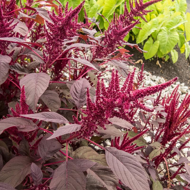 5000 Red Amaranth Seeds, Vegetable Ornamental Amaranth Plant Seeds for Outdoor Planting