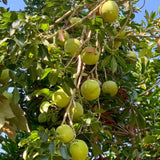 White Sapote Tree Live Plant, 1.5 Feet Tall in 1 Gallon Pot, Tropical Fruit Tree to Grow Outdoor