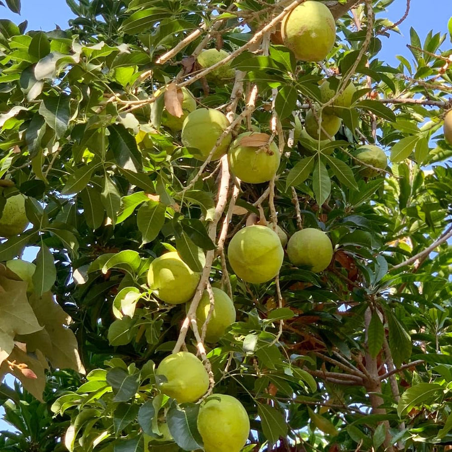 White Sapote Tree Live Plant, 1.5 Feet Tall in 1 Gallon Pot, Tropical Fruit Tree to Grow Outdoor