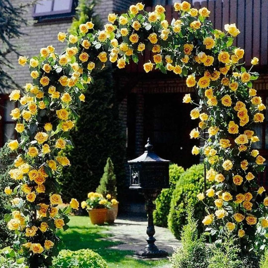Sunrosa Rose Plant Live, Come Bare Root with Soil, No Leaves, 5 to 7 Inches (Yellow)