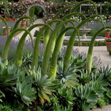 2 Green Agave Plant Live, Hardy Agave Cactus, Ornamental Succulent, 8 Inches Tall in 4 Inch Pot for Growing
