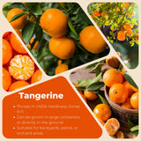 Live Tangerine Tree Plant, Sweet Tangerine Fruit Tree, Citrus Tree, 3 Feet Tall, Ready for Growing
