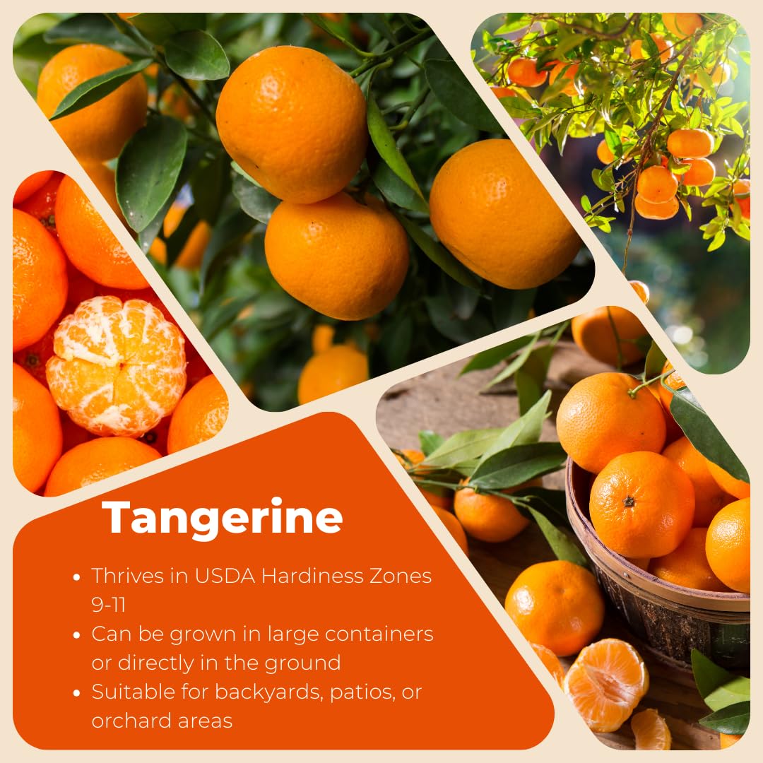 Live Tangerine Tree Plant, Sweet Tangerine Fruit Tree, Citrus Tree, 3 Feet Tall, Ready for Growing