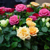 2 Mix Rose Plants Live, Rose Bush Live Plants, Fragrant Rose Flowers, Well Rooted 5-10 Inch Tall