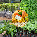 6 Months Old Theobroma Cacao Tree Plant Live, High Yield Cocoa Chocolate Trees Live Plants 8" Tall in Half Gallon Pot, Outdoor Indoor Growing, No CA