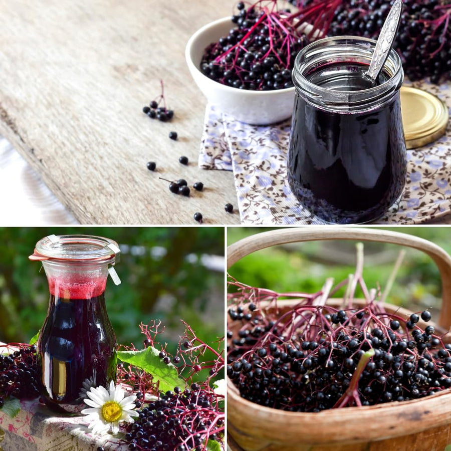 Elderberry Plant Live for Planting, Elderberry Plant Live, 2-3 Feet Tall, 1 Gallon Pot, Cold Hardy Berry Bush for Outdoor Garden