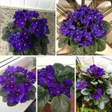 African Violets Live Plant 4-8 Inches Tall, 4 Inch Pot, African Violets Plants Live, Flowering Houseplant for Planting (Blue African Violets)