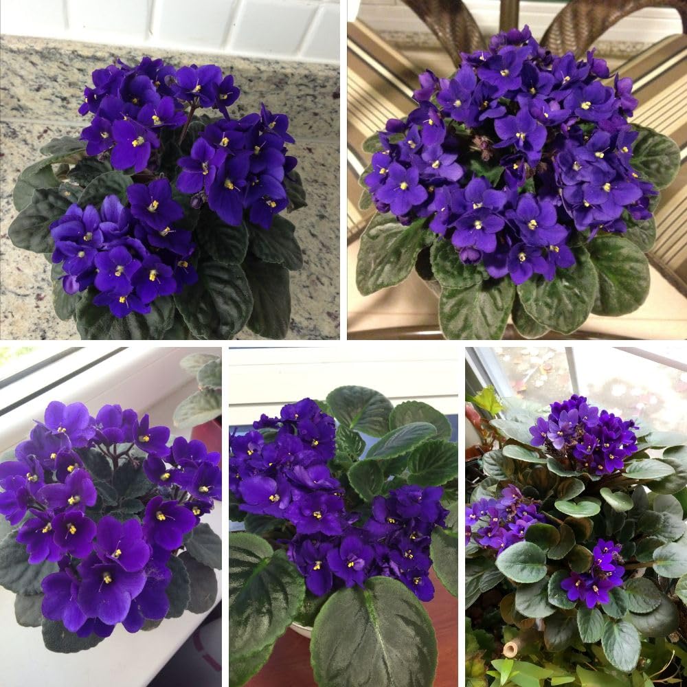 African Violets Live Plant 4-8 Inches Tall, 4 Inch Pot, African Violets Plants Live, Flowering Houseplant for Planting (Blue African Violets)
