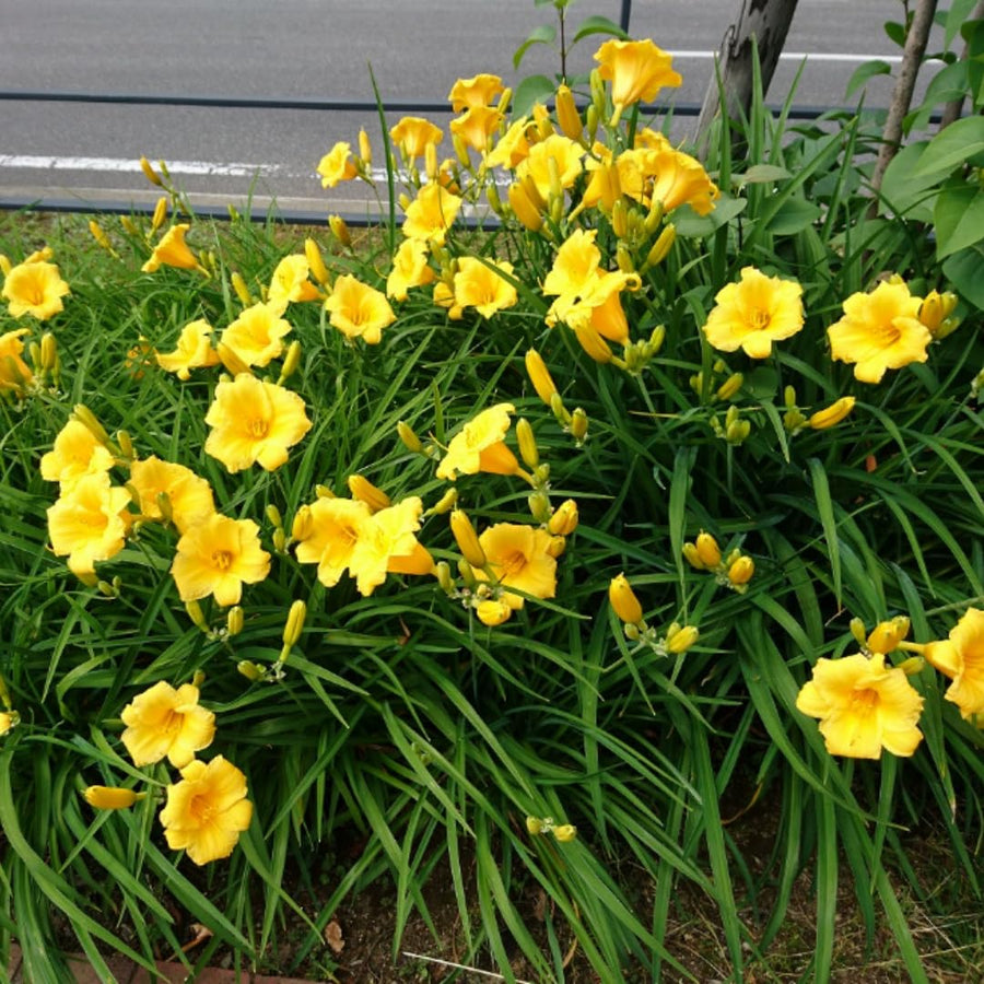 10 Yellow Daylily Roots, Hardy Perennial Flower for Garden Beds and Borders Planting, Easy Care, Ready to Grow