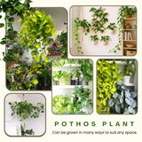 3 Mixed Pothos Live Plants in 4 Inch Pot, 3-6" Live Pothos Plant, Assorted Vine Houseplant for Hanging Basket, Garden Pots