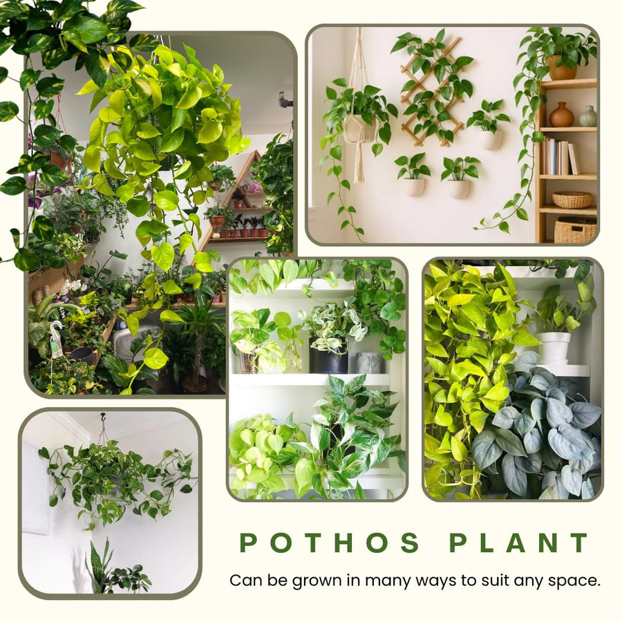 3 Mixed Pothos Live Plants in 4 Inch Pot, 3-6" Live Pothos Plant, Assorted Vine Houseplant for Hanging Basket, Garden Pots