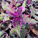 2 Gynura Aurantiaca Purple Passion Plants - Size 4-8 Inch Tall - Velvet Rooted Great for Indoor and Outdoor Gardening - Easy to Care Low Maintenance