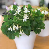 Green Oxalis Shamrock Plant, in 3.5" Pot, Hardy Perennial for Indoor Outdoor Growing