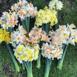 Pack of 10 Daffodil Bulbs, Mixed Daffodils, Hardy Spring Flower Bulbs for Outdoor Garden