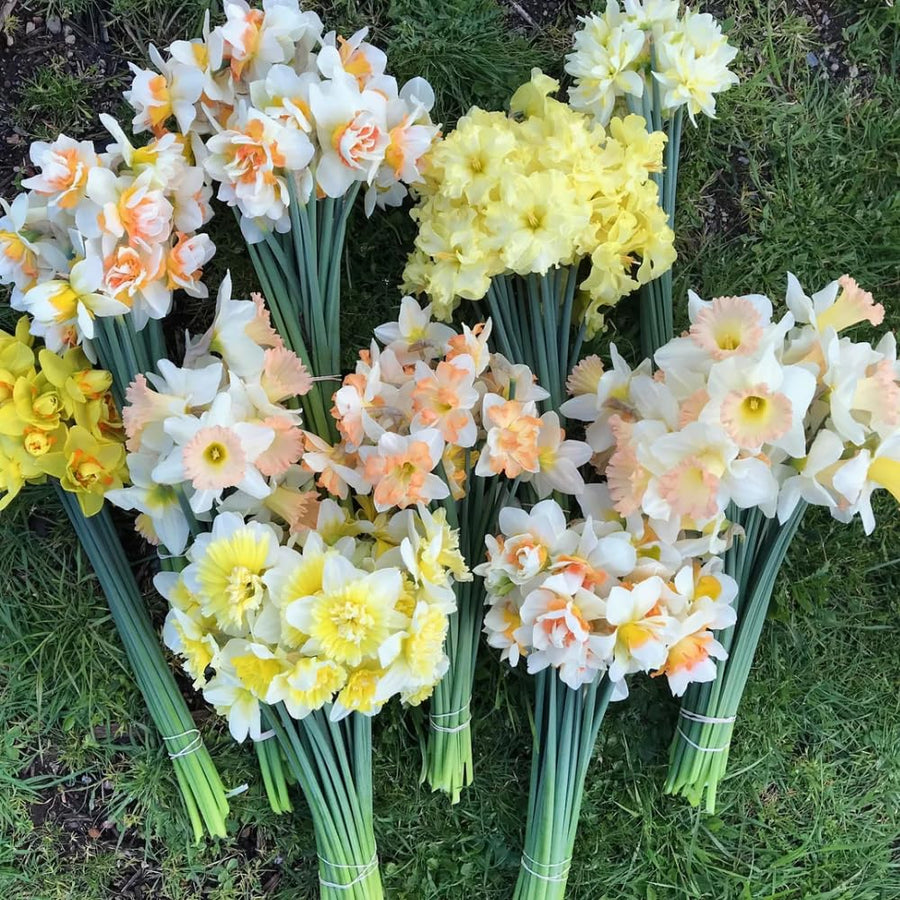 Pack of 10 Daffodil Bulbs, Mixed Daffodils, Hardy Spring Flower Bulbs for Outdoor Garden