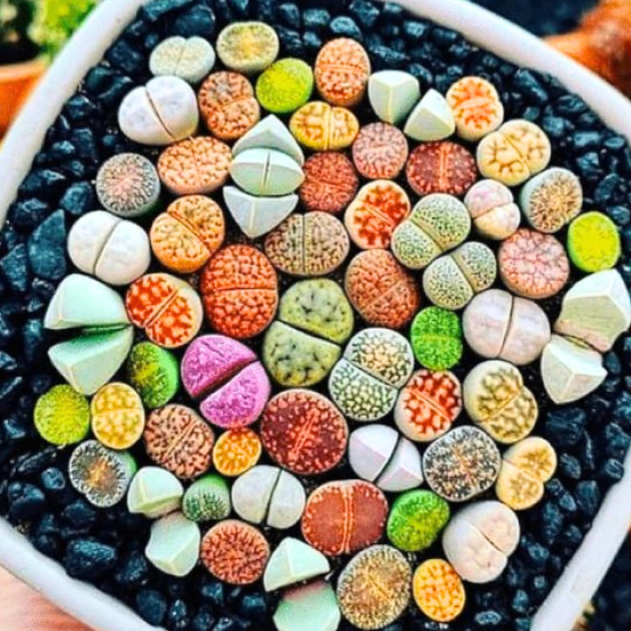 Mix Lithops Succulents Plants Live Bulks, Pack 20 Corlorful Living Stones Lithops Live Plants Large Size, Beautiful Lithops Living Stones Succulents Cactus